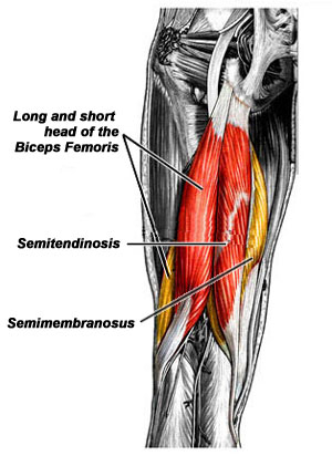 šlaunies raumenys
