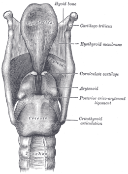 gerklės kaulai rankoje sąnario artrito femurous sąnarių gydymo