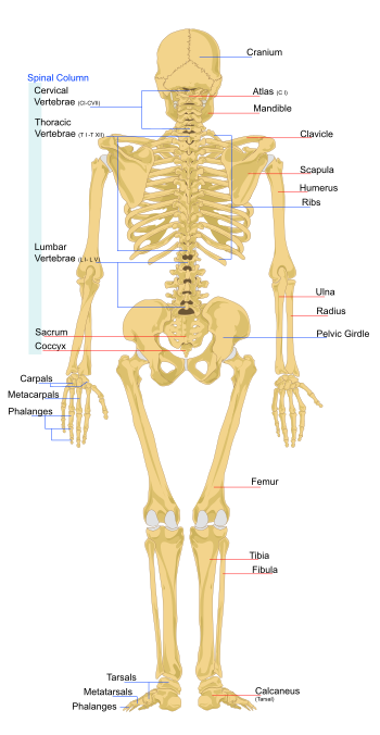 kojos raumens skausmas artrozė artritas sustava