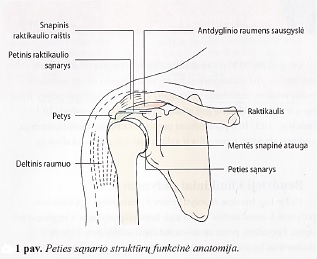 artrozė peties etapas