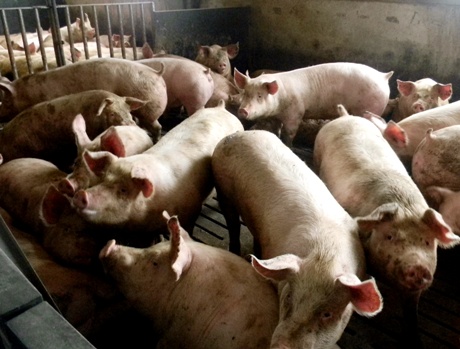 gydymas sąnarių kiaules uždegimas nuo pirštų gydymo pėdos sąnarių liaudies gynimo priemones