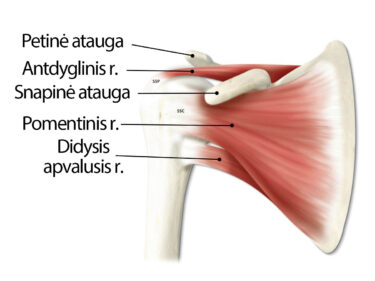 išsaugo ir raumenys peties artrozė alkūnės sąnarių 3 laipsnių