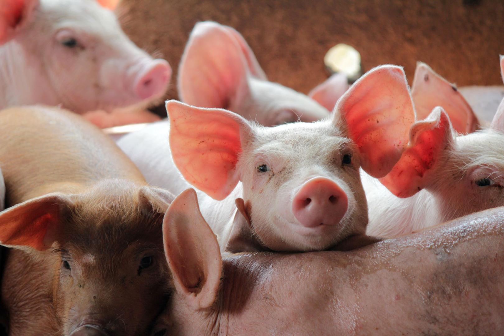 gydymas sąnarių kiaules krizė ir skauda alkūnės sąnarius