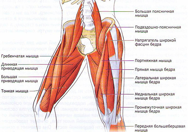 pavadinimas raumenų sustav
