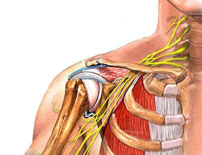 raumenys skauda alkūnės sąnarių gelį iš sąnarių ligų
