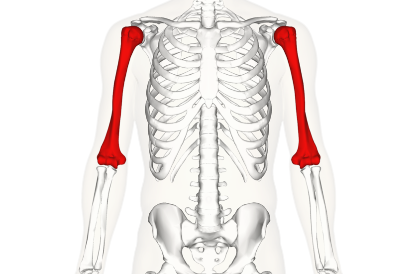 visi iš kaulų gerklės raumenys sąnariai