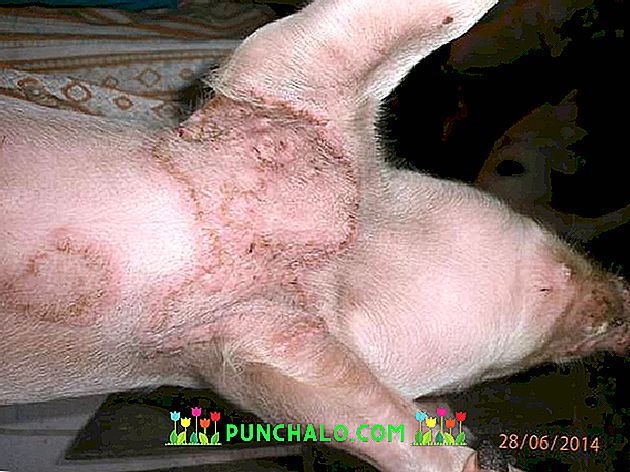 sovief liga kiaulių gydymas aštrus skausmas dešinės peties sąnario
